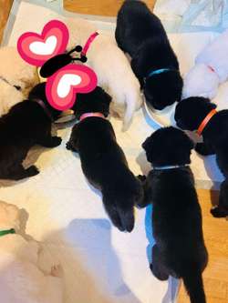 Stunning labs for sale in Worksop, Nottinghamshire | Image 2
