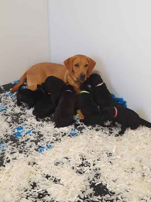 Stunning litter black labs amazing health testing for sale in Hastings, East Sussex