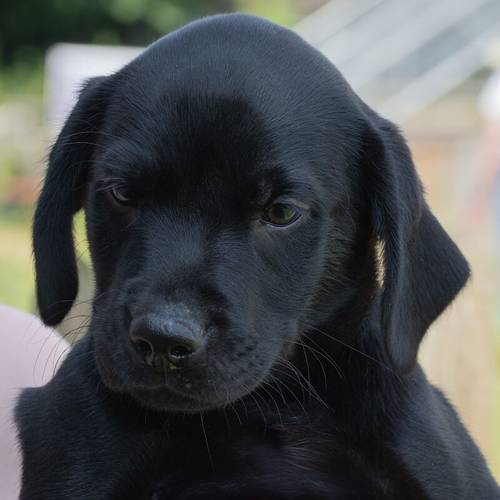 Stunning litter black labs amazing health testing for sale in Hastings, East Sussex - Image 2