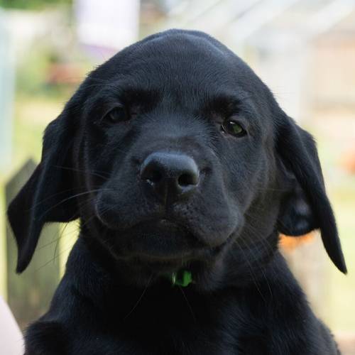 Stunning litter black labs amazing health testing for sale in Hastings, East Sussex - Image 3