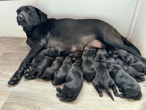 STUNNING LITTER OF 11 LABRADORS ! for sale in Wisbech, Cambridgeshire