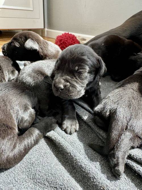 STUNNING LITTER OF 11 LABRADORS ! for sale in Wisbech, Cambridgeshire - Image 12