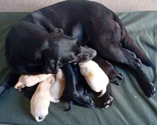 SOLD Stunning Litter of KC Registered Puppies for Sale in Nayland, Suffolk