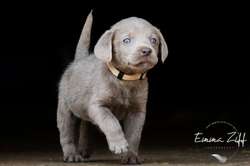 Stunning litter of Silver Labradors for sale in Chesham, Buckinghamshire | Image 2