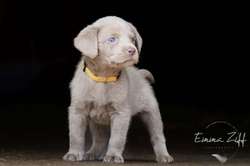 Stunning litter of Silver Labradors for sale in Chesham, Buckinghamshire | Image 3