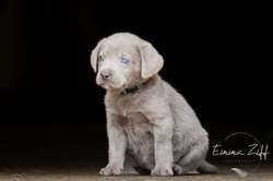 Stunning litter of Silver Labradors for sale in Chesham, Buckinghamshire | Image 4
