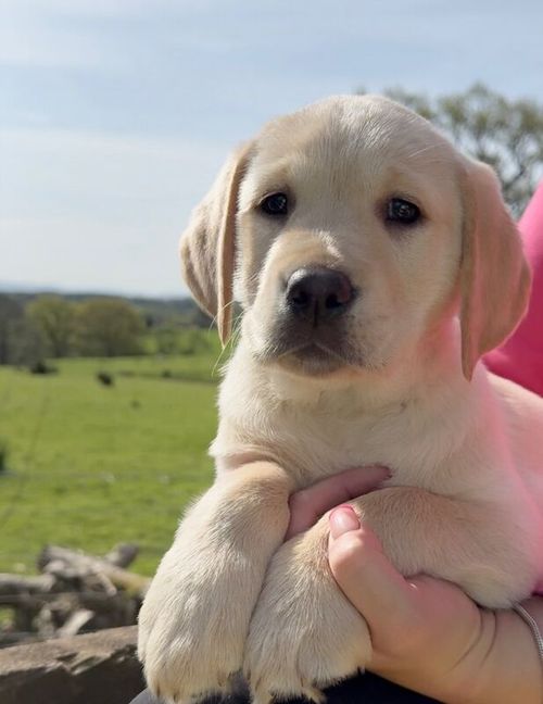 Stunning Litter Of Sykehead Pedigree & KC Reg Labrador Puppies With Comprehensive Health Status for sale in Carlisle, Cumbria