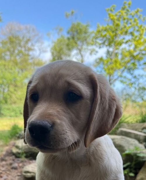 Stunning Litter Of Sykehead Pedigree & KC Reg Labrador Puppies With Comprehensive Health Status for sale in Carlisle, Cumbria