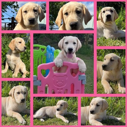 Stunning Litter Of Sykehead Pedigree & KC Reg Labrador Puppies With Comprehensive Health Status for sale in Carlisle, Cumbria