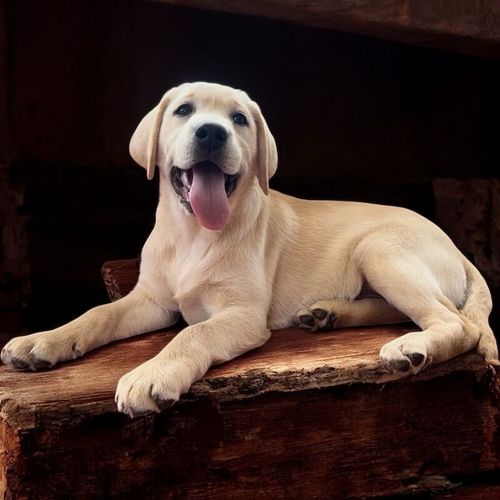 Stunning Litter Of Sykehead Pedigree & KC Reg Labrador Puppies With Comprehensive Health Status for sale in Carlisle, Cumbria