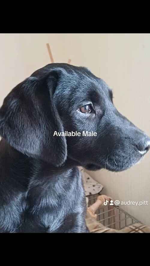 Stunning Male Pup for sale in Girvan, South Ayrshire