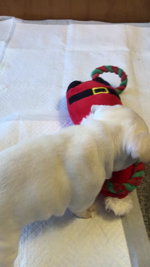 STUNNING PLATINUM FEMALE FRENCH BULLDOG for sale in Northampton, Northamptonshire
