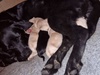 Labrador Puppies For Sale Under £1,000