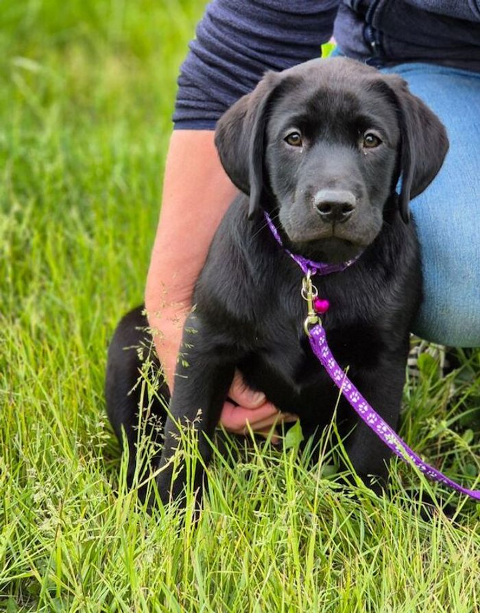 Stunning Quality Black Girl - Ready Now - Extensively Health Tested Parents for sale in Gainsborough, Lincolnshire