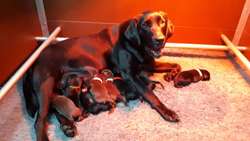 Stunning Quality Black Girl - Ready Now - Extensively Health Tested Parents for sale in Gainsborough, Lincolnshire | Image 2