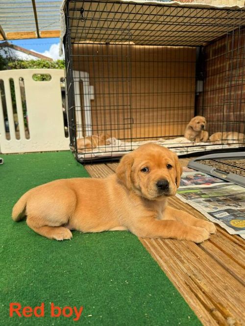 Stunning quality KC reg fox red boys for sale in Gloucestershire