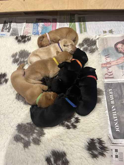 Stunning quality Labrador puppies for sale in Petworth, West Sussex