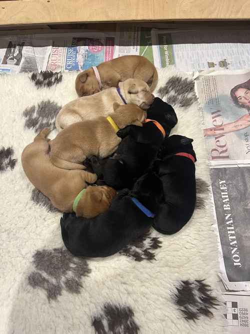 Two gorgeous Black lab puppies available for sale in Petworth, West Sussex