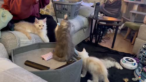 Stunning, rare colour, TICA pedigree, friendly Maine Coon kittens! for sale in Partington, Greater Manchester