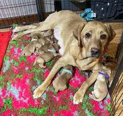 Stunning red fox/yellow KC reg labrador puppies ready 13/12/24 for sale in Meriden, West Midlands | Image 1