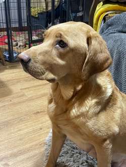 Stunning red fox/yellow KC reg labrador puppies ready 13/12/24 for sale in Meriden, West Midlands | Image 3