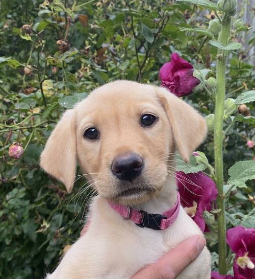 Stunning Red & Golden Puppies for sale in Ashford, Kent - Image 14