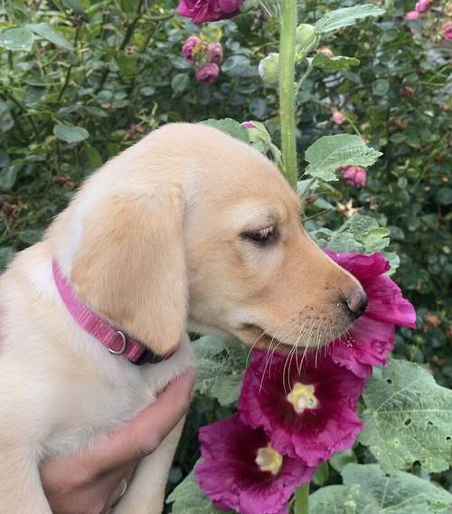 Stunning Red & Golden Puppies for sale in Ashford, Kent - Image 15