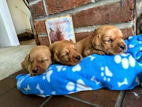 Stunning red KC registered dna clear pups for sale in Norwich, Norfolk