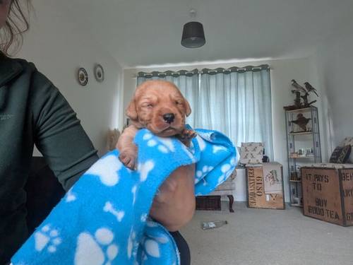 Stunning red KC registered dna clear pups for sale in Norwich, Norfolk - Image 2