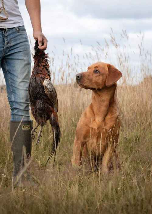 Stunning red KC registered dna clear pups for sale in Norwich, Norfolk