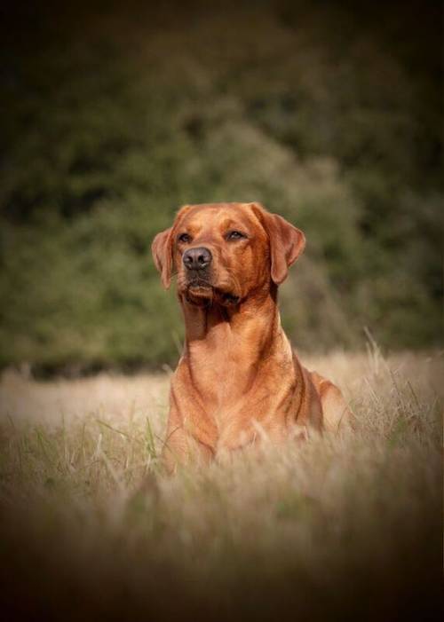 Stunning red KC registered dna clear pups for sale in Norwich, Norfolk - Image 4