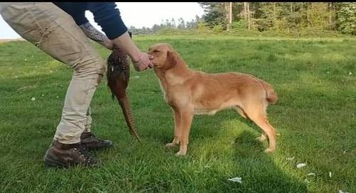 Stunning red KC registered dna clear pups for sale in Norwich, Norfolk - Image 7