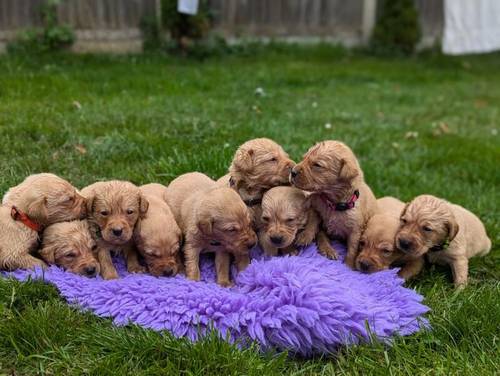 Stunning red KC registered dna clear pups for sale in Norwich, Norfolk - Image 11