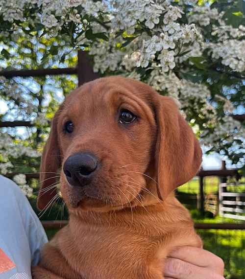 STUNNING RED MALE LAB PUPPY . COMPREHENSIVE DNA for sale in Carlisle, Cumbria