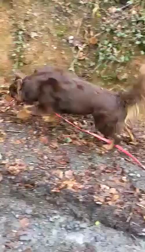 Stunning Red Tri Neutered Male Collie 1/4 huntaway for sale in Llandysul, Ceredigion