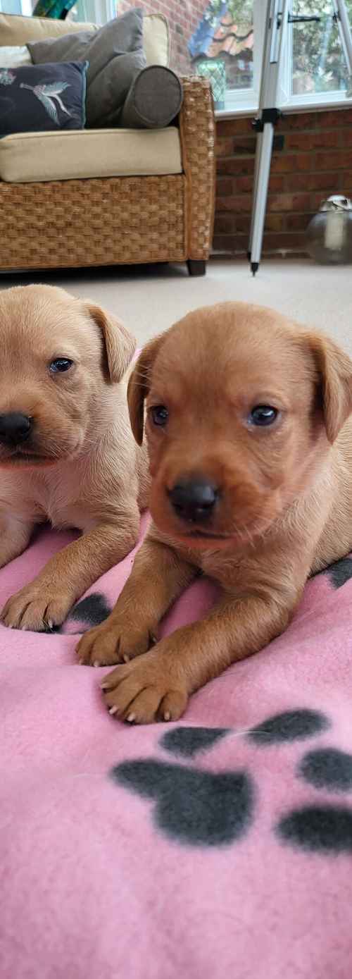 Stunning Reds & Yellow litter for sale in Dereham, Norfolk