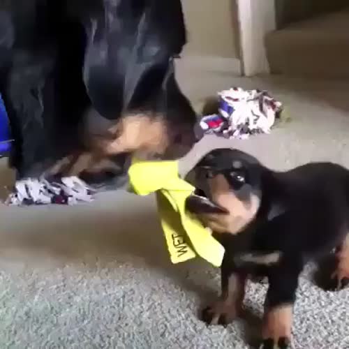 Stunning rottweilers puppy for sale in B1 1BB
