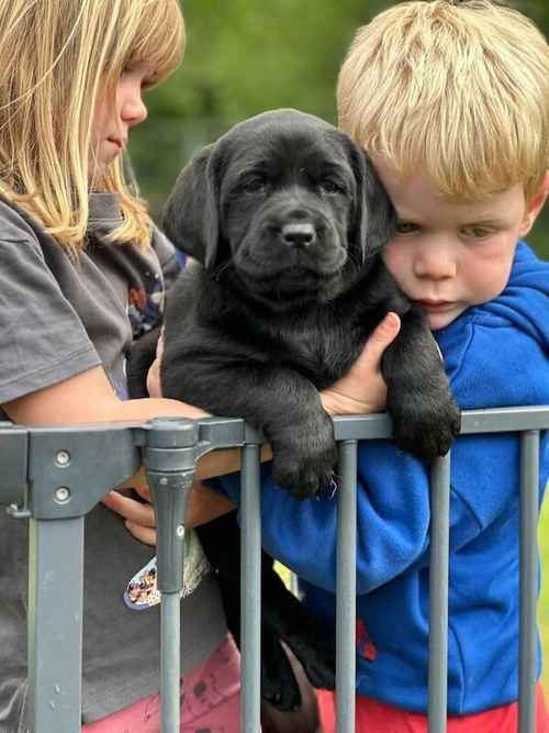 Stunning show type chunky Black Labrador pups for sale in Glassenbury, Kent