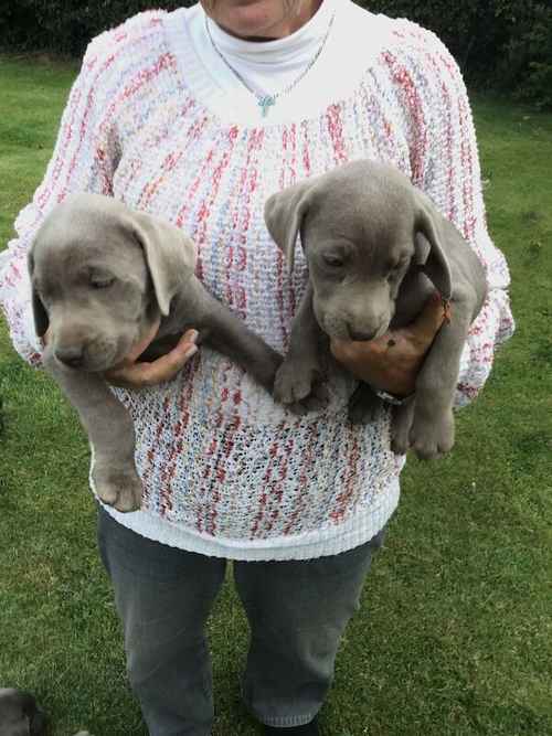 STUNNING SILVER and CHARCOAL PUPPIES for sale in Old Thirsk, North Yorkshire