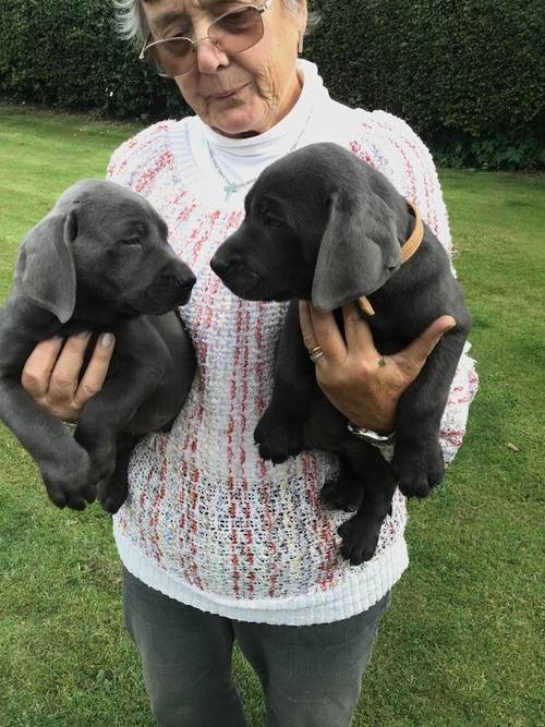 STUNNING SILVER and CHARCOAL PUPPIES for sale in Old Thirsk, North Yorkshire - Image 2