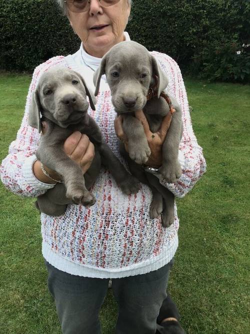 STUNNING SILVER and CHARCOAL PUPPIES for sale in Old Thirsk, North Yorkshire - Image 3