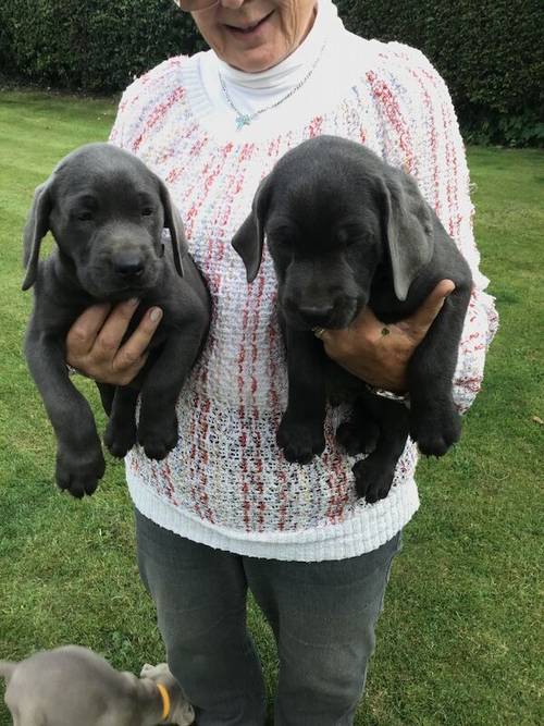 STUNNING SILVER and CHARCOAL PUPPIES for sale in Old Thirsk, North Yorkshire - Image 4