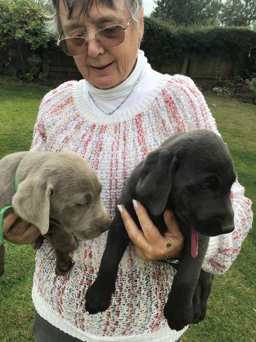 STUNNING SILVER and CHARCOAL PUPPIES for sale in Old Thirsk, North Yorkshire - Image 5