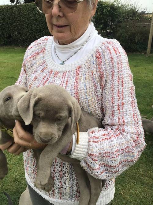 STUNNING SILVER and CHARCOAL PUPPIES for sale in Old Thirsk, North Yorkshire - Image 6