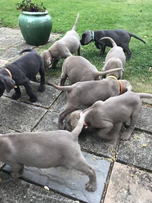 STUNNING SILVER and CHARCOAL PUPPIES for sale in Old Thirsk, North Yorkshire - Image 7