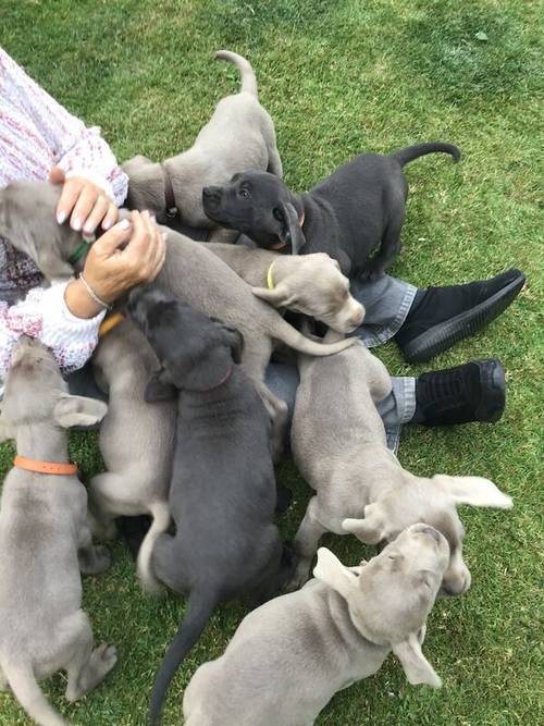 STUNNING SILVER and CHARCOAL PUPPIES for sale in Old Thirsk, North Yorkshire - Image 8