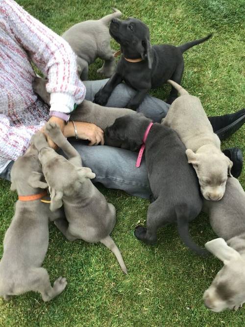 STUNNING SILVER and CHARCOAL PUPPIES for sale in Old Thirsk, North Yorkshire - Image 9