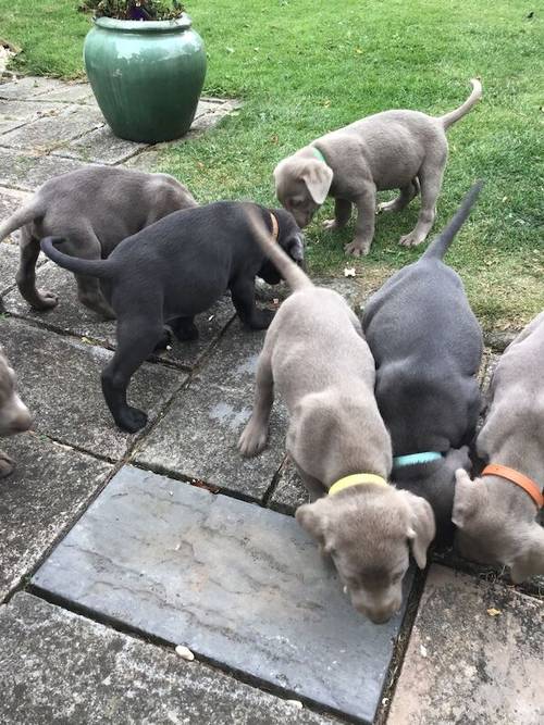 STUNNING SILVER and CHARCOAL PUPPIES for sale in Old Thirsk, North Yorkshire - Image 10