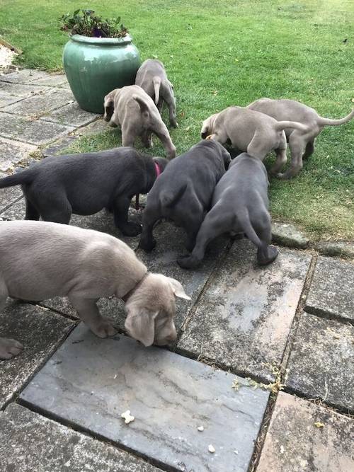 STUNNING SILVER and CHARCOAL PUPPIES for sale in Old Thirsk, North Yorkshire - Image 11