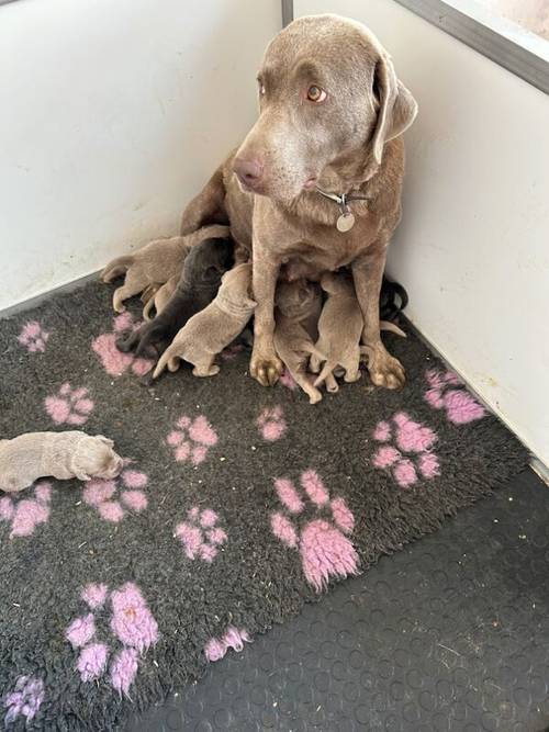 STUNNING SILVER and CHARCOAL PUPPIES for sale in Old Thirsk, North Yorkshire - Image 12